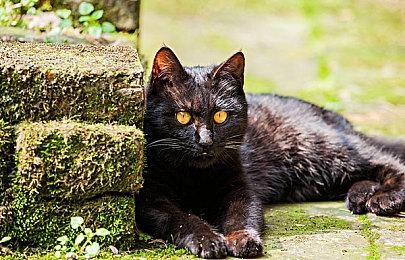 Steam喜加一 点击冒险游戏《穿越僵尸启示录：开始》免费领